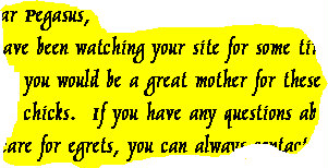 please take care of these chicks