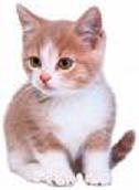 Picture of kitten
