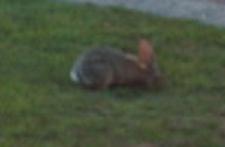Picture of rabbit