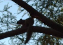 Picture of squirrel