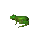 Picture of a frog