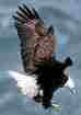 Picture of Eagle