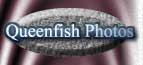 Queenfish Photos