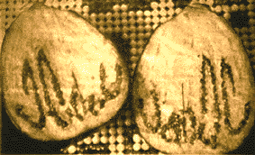 Gambar Aubergine