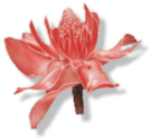Orchid in Tingo Mara