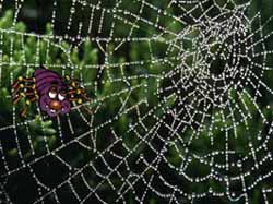 spin in web
