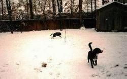 Bram and Shep