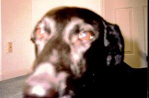 bram4