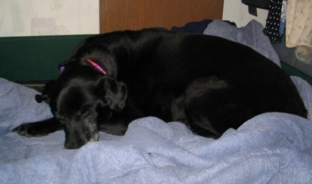 Caoimhe