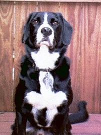 Shep1