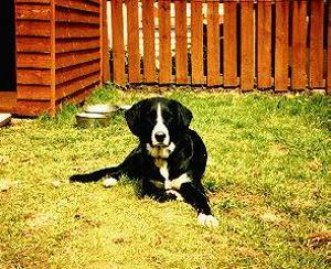 shep7