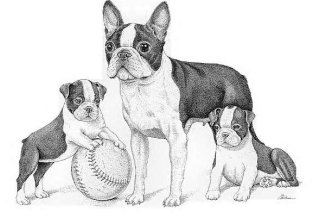 Aren't Bostons Cute?