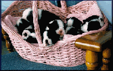 Puppies