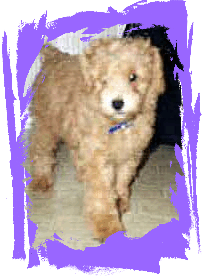 Whiskey as a puppy