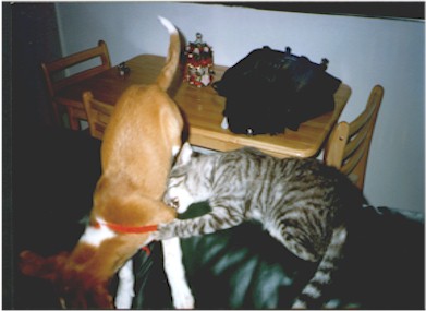 Silly Pets