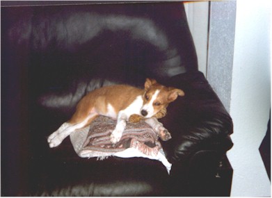 Harley Sleeping