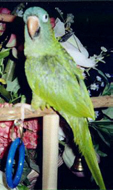 Quincy the Blue Crowned Conure