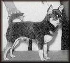 Fang
