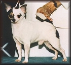 Wiz