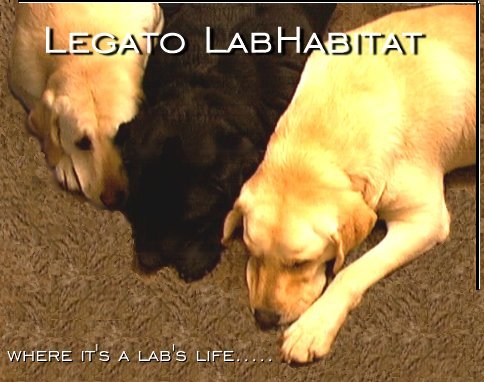 L to R: Chelsea ,  Ace and Parker