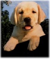 Chelsea as a Pup