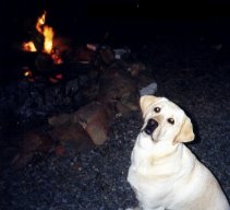 Chelsea  Waits for a Marshmallow