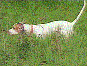 AKC Website