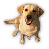 Save the pups!