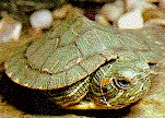 Baby Red Eared Slider