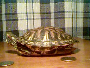 Myrtle's Carapace