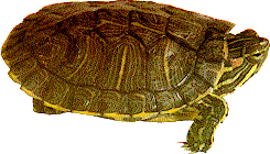 Red Eared Slider