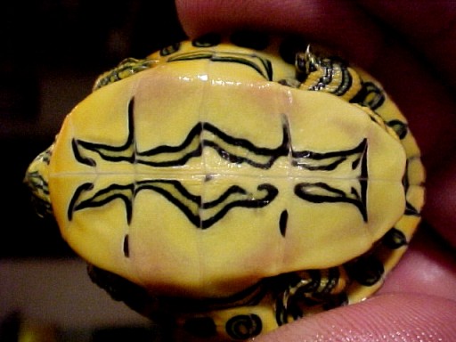 Venusta Plastron