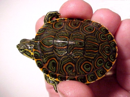 Venusta Carapace