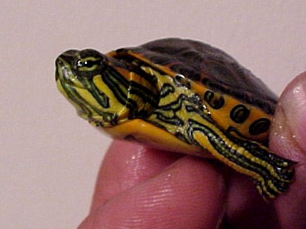 Venusta Close up