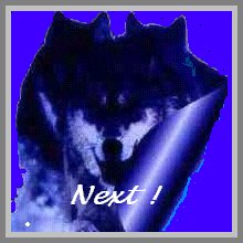 Bluewolf