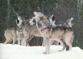 wolf11"