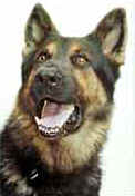 K9charlie.jpg (8111 bytes)