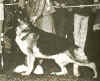 Rosemary_small.jpg (2287 bytes)