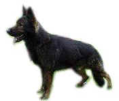blacksable.jpg (4255 bytes)