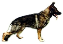 sable.jpg (9421 bytes)