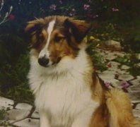 Scotch Collie