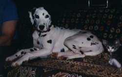 Dulcie