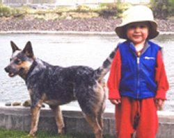Lost Heeler
