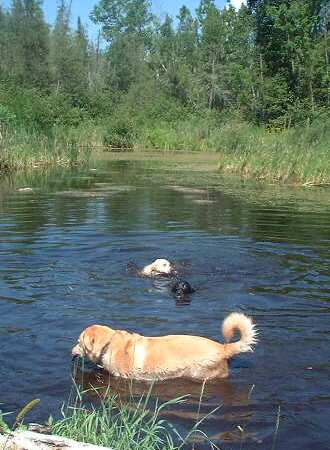 Jetta and Lily in the back swimming.
