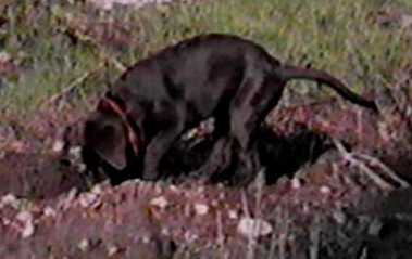 Puppies can dig BIG holes!