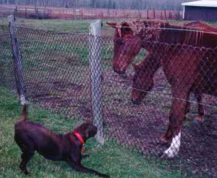 Fun with horses