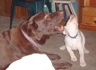 Having a howling good time.