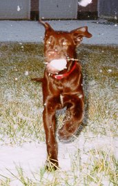 Champion snowball retriever! (Jan 1998)