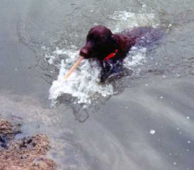 Rocket swims! Returning local pond weed.