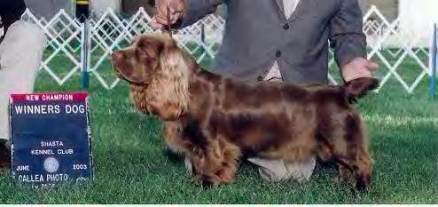 akc spaniel hunt test